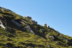IMG24375 ovce na svazich Mulstotinden